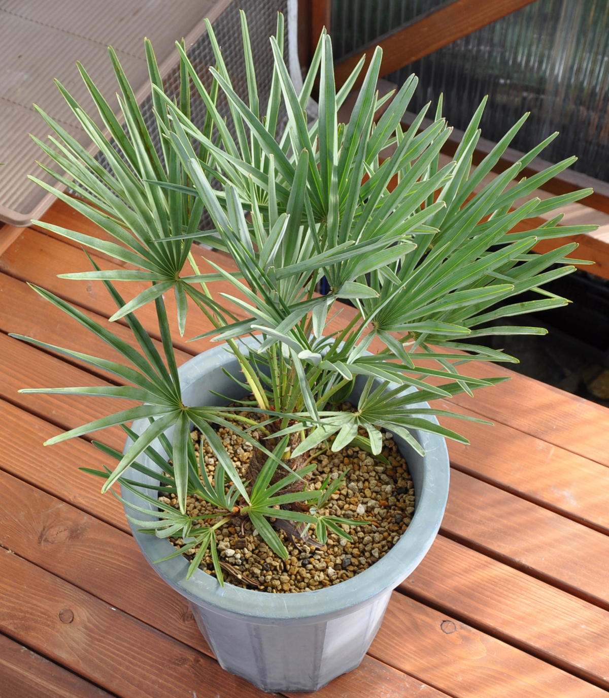 チャメロップス・フミリス セリフェラ (Chamaerops humilis var