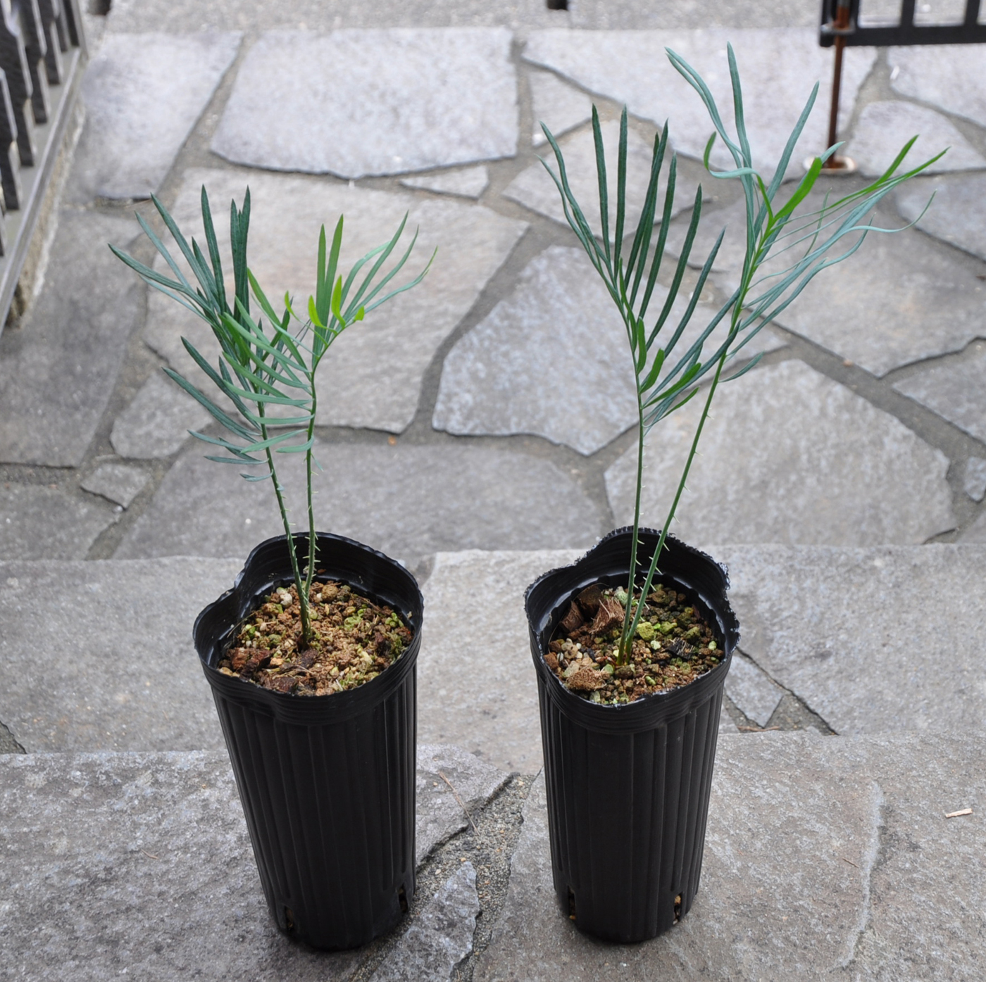 サイカス カイルンシアナ 蘇鉄 Cycas cairnsiana - 観葉植物