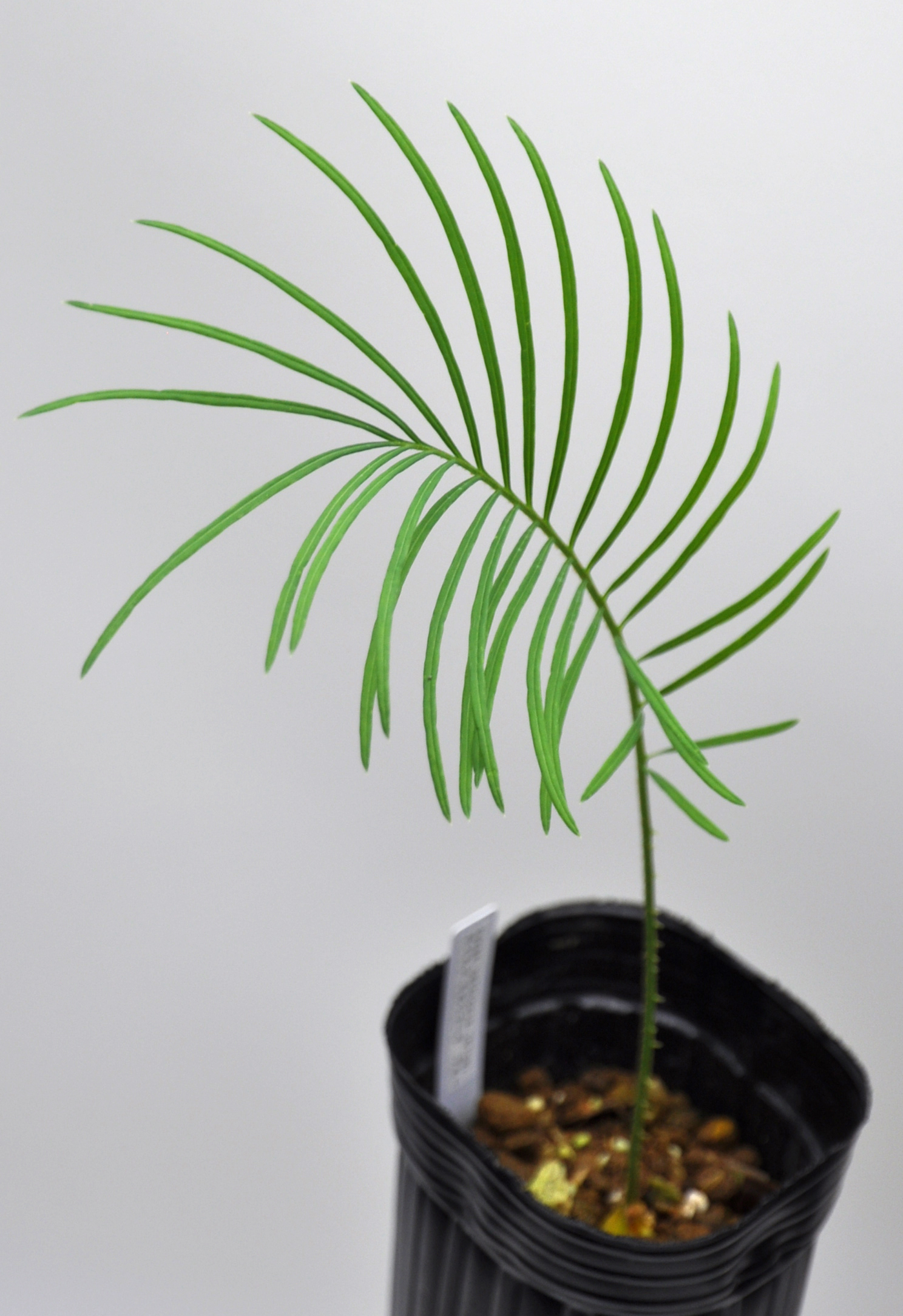 Cycas sexseminifera レア 希少種 塊根 蘇鉄 ソテツ - 観葉植物