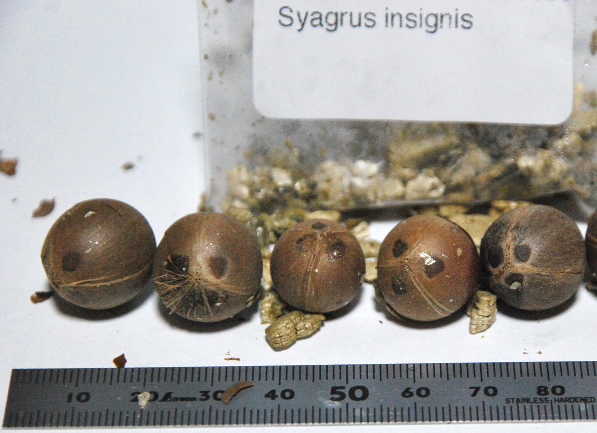 Syagrus insignis