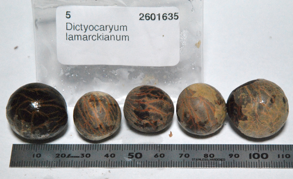 Dictyocaryum lamarckianum