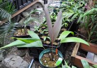 JPG 1000x704 743.6kb