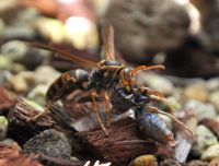 JPG 1464x1113 978.9kb