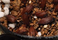 JPG 1035x708 578.1kb