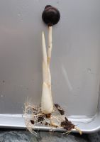 JPG 1272x1800 1092.5kb