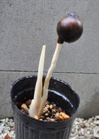 JPG 713x1000 526.2kb