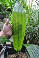 JPG 664x1000 663.1kb