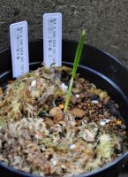 JPG 872x1200 750.8kb