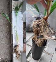 JPG 1095x1200 1188.1kb