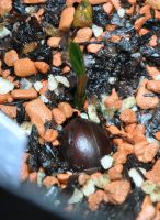 JPG 1068x1460 1458.9kb