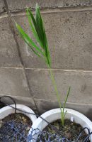 JPG 781x1200 839.9kb