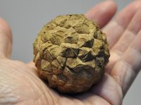 JPG 1000x743 431.4kb