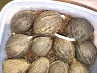 JPG 4000x3000 3637.3kb