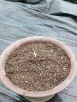 JPG 3072x4080 3878.1kb