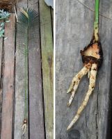 JPG 966x1200 991.6kb